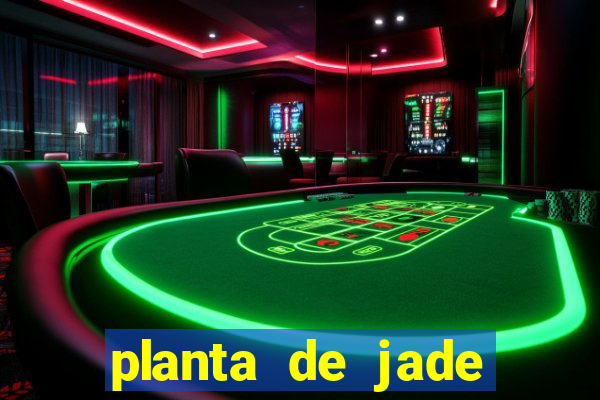 planta de jade significado espiritual